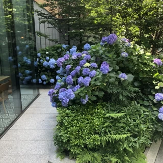 式場となる中庭の風景です。紫陽花が立派に咲いています。