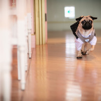 愛犬によるリングドッグ。