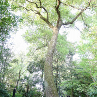 シンボルの木の前で集合写真を撮りました。