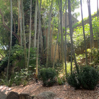 ガーデンの竹