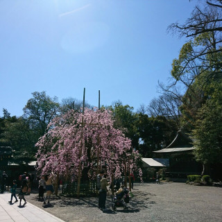 桜です。