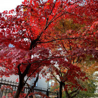 チャペルの裏側にあるガーデン
(紅葉が綺麗)