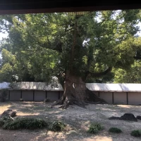神館の庭園にある楠。かなり立派。