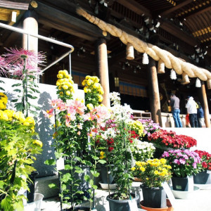 菊花展の様子です。|598289さんの寒川神社の写真(1338498)