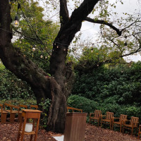 ガーデン挙式場の桜の木