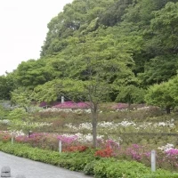 冬はイルミネーションになります
