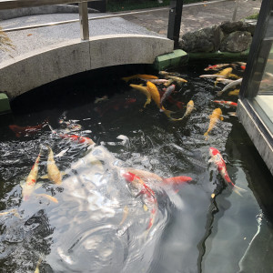 庭には鯉がしました。|599745さんのザ・オランジェガーデン五十鈴川の写真(1342705)