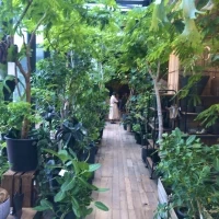何もコーディネートしてないながらも既に植物でいっぱいです