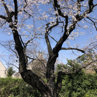ガーデンのシンボルツリー3/21の様子です。ちらほら桜も！