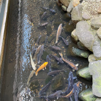 雅叙園の外庭で、鯉がおり和を感じられます。