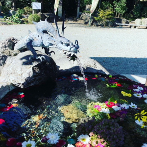 手水にはきれいなお花が浮かんでました♪|602635さんの出雲大社相模分祠（神奈川）の写真(1338815)