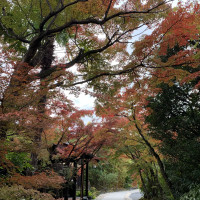 紅葉も相まって素敵な庭