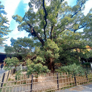 参道の楠は披露宴会場からも見えます。|603799さんの浜松八幡宮　楠倶楽部の写真(1345536)