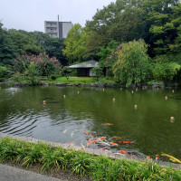 鯉もいる日本庭園