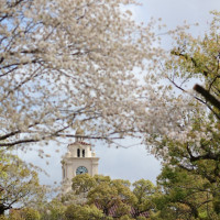 春は桜も咲きます。大学内に入るまでも綺麗です。
