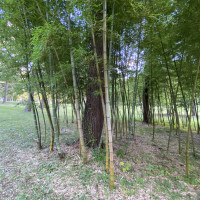 ラ・ブリズベールの竹林
夏だと青々しいそうです。