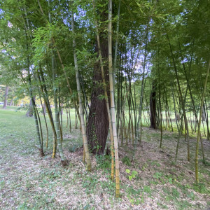ラ・ブリズベールの竹林
夏だと青々しいそうです。|604767さんのラ・ブリズヴェール ～聖パトリック教会～の写真(1353631)
