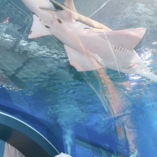 チャペル