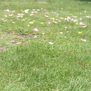 フラワーシャワーのあとまできれいな芝生！|606042さんのThe Secret Home（ザ シークレットホーム）の写真(1575806)