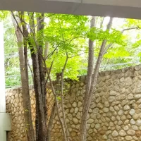 中庭