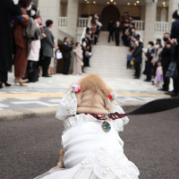 フラワーシャワーの新郎新婦待ちの愛犬