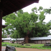 神館から見える大きな御神木と、一部ブルーシートで修繕中の塀。