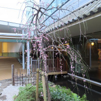 庭に梅の木があり、2月頃には梅の花を見ることが出来る。