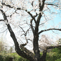 ガーデンにある桜