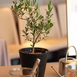植樹の儀|607739さんのTHE GRAND GINZA（ザ グラン銀座）の写真(1377821)