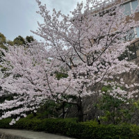 結婚式まわりの桜