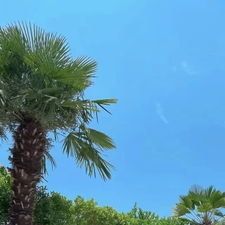 いろんなところにヤシの木が植っていました