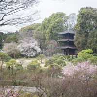 3月の終わり頃は、桜が咲き始めていました。