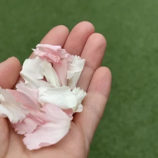フラワーシャワー