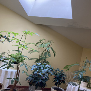 ロビーなど飾り付けに使えそうな観葉植物|611070さんのホテル軽井沢エレガンス 「森のチャペル軽井沢礼拝堂」の写真(1454244)
