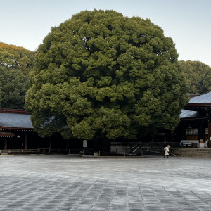 ご神木の楠です|611495さんのFOREST TERRACE 明治神宮・桃林荘の写真(1669180)