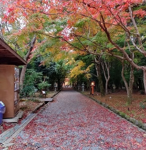 参道|612183さんの大原野神社の写真(1687295)