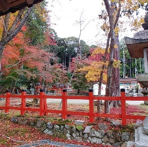 庭|612183さんの大原野神社の写真(1687280)