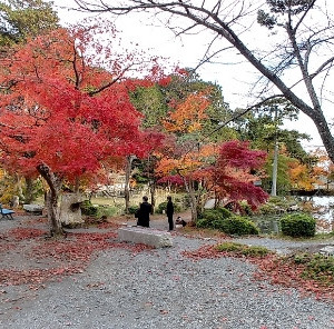 参道|612183さんの大原野神社の写真(1687277)