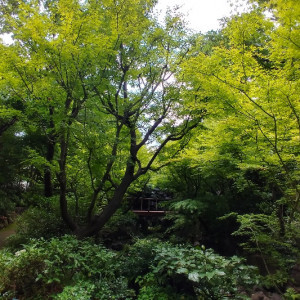 新緑の季節がオススメ|612183さんのウェスティンホテル大阪の写真(1530152)