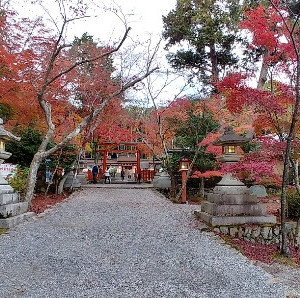 参道|612183さんの大原野神社の写真(1687279)