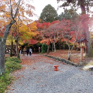 庭|612183さんの大原野神社の写真(1687283)