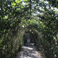 ガーデン挙式に向かう緑のトンネル。