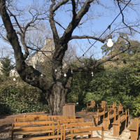 桜の木の下でガーデン挙式ができます。冬は緑が少ないです。