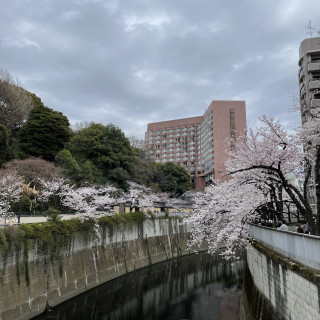 神田川から見える椿山荘