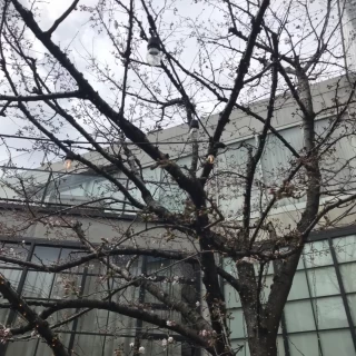 ガーデンに桜の木があります