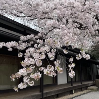 とても綺麗なお庭です。
ここからの入場も綺麗です