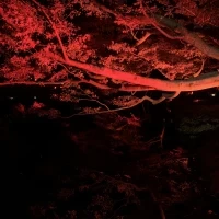 紅葉の時期のライトアップはとても綺麗です