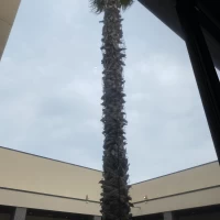 近くに建物が多くあるのに、見えないように工夫されてるそうです