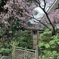 椿山荘庭園内にある桜が咲き始めました。