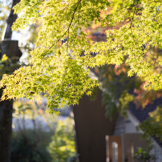 季節ごとに葉色や雰囲気が違うのもいいところです